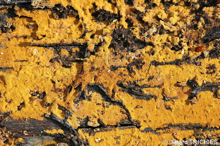 Crosta vellutata - foto 2140 (Tomentella bryophila)